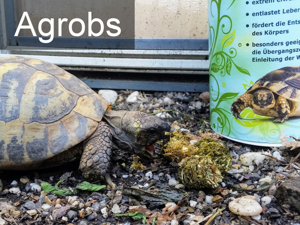 Landschildkröte frisst Agrobs