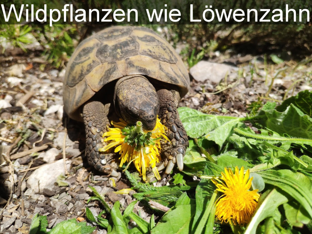 Schildkröte frisst Löwenzahn und Blüten