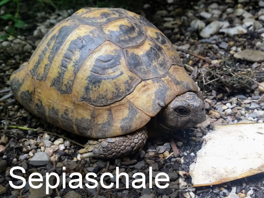 Sepiaschale für Landschildkröten