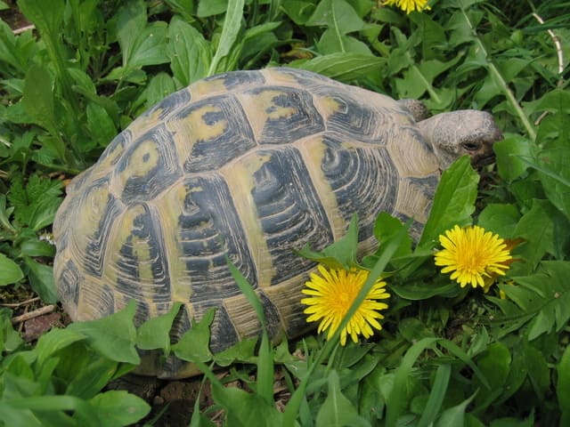 Was fressen Schildkrten? Futter fr Land- und Wasserschildkrten