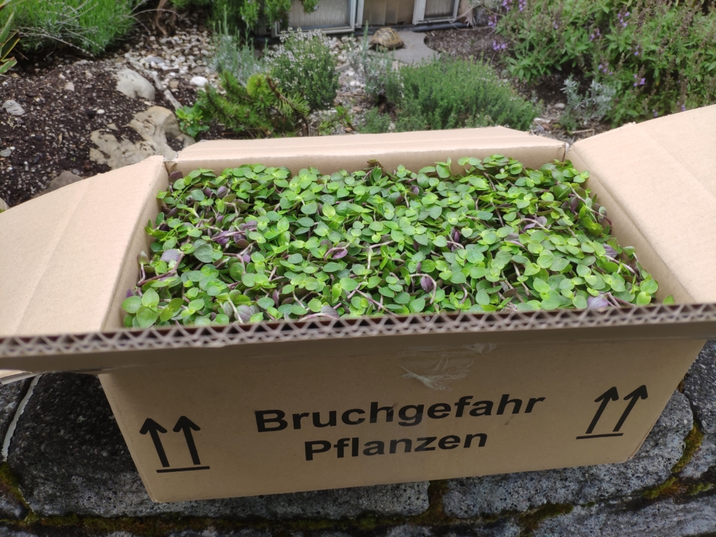 6 x Golliwoog - die Futterpflanze fr Schildkrten, Bartagamen, Vgel uvm.