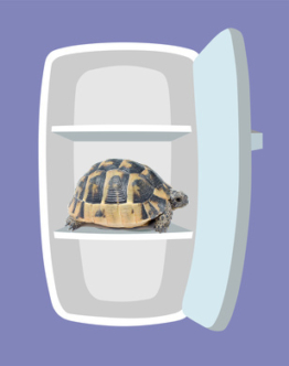 Schildkrötenbox Mit Insel & Pflanzen – Kunststoff-Gehege 44 X 34 X 12 Cm Für Kleine Schildkröten