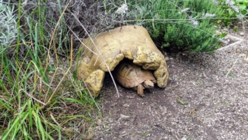 Schildkrötenhöhle