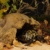 Exo Terra Landschildkröten Höhle - 2