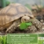 100g Schildkröten Samenmischung für Futterpflanzen inkl. Aussaat Anleitung - 3